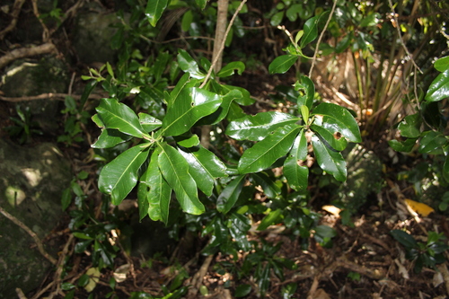 Image of Planchonella costata by (c) Joe Dillon, some rights reserved (CC BY)
