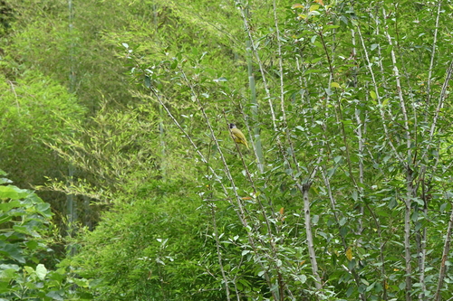 Collared Finchbill