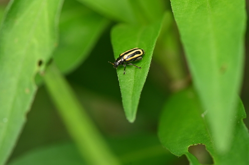 Alligatorweed Flea Beetle
