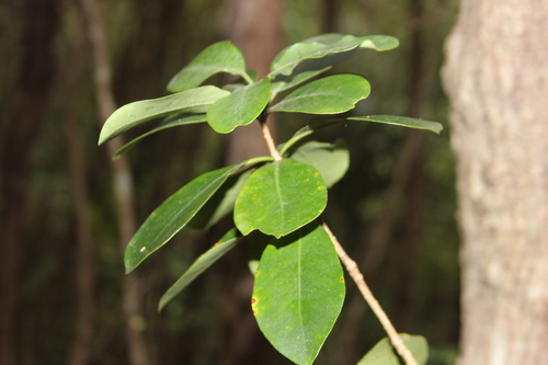 Image of Pittosporum umbellatum by (c) Joe Dillon, some rights reserved (CC BY)