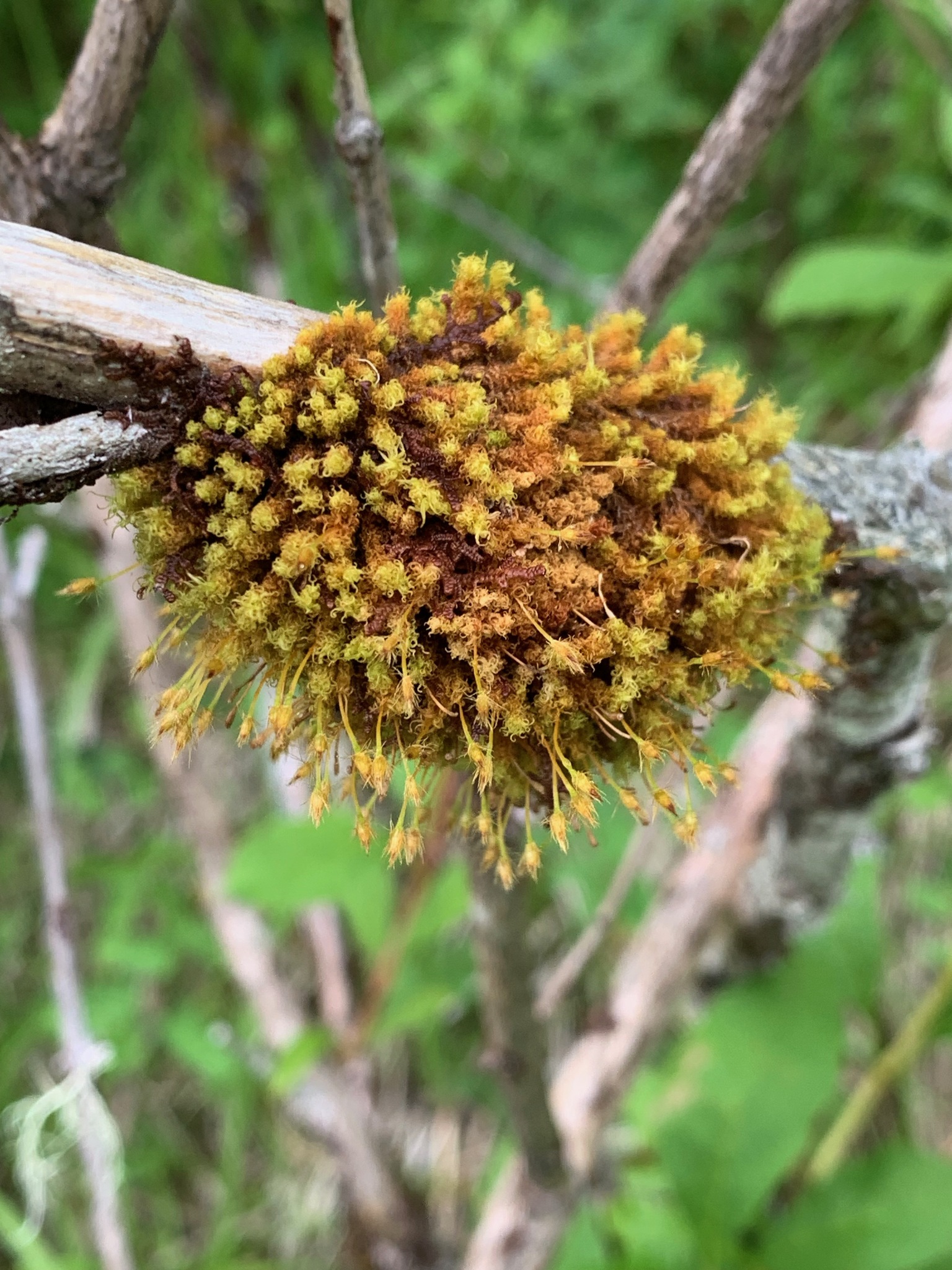 Ulota obtusiuscula