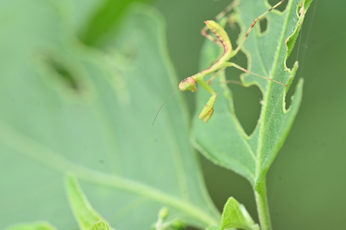 Giant Asian Mantis
