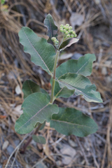 Asclepias hypoleuca
