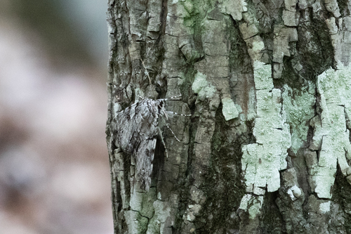 Dejected Underwing photo 4
