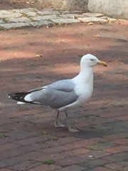 Larus argentatus