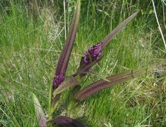 Dactylorhiza incarnata cruenta