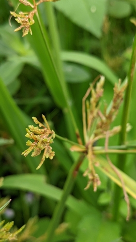 Image of Cyperus iria by (c) 許文俊, some rights reserved (CC BY-SA)