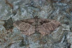 Rhoptria asperaria