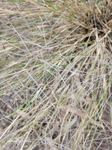 Image of Austrostipa elegantissima by (c) ianrainbow, some rights reserved (CC BY)
