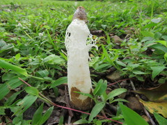 Phallus atrovolvatus