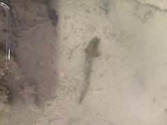 Ambystoma gracile
