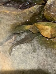 Ambystoma gracile