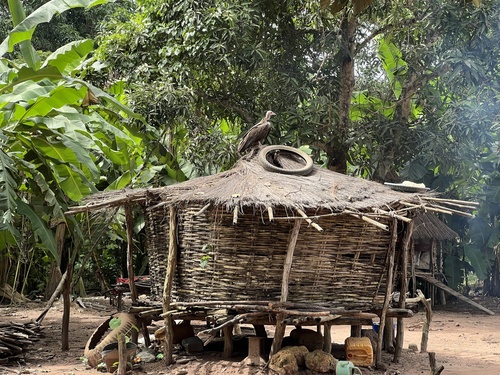 Hooded Vulture