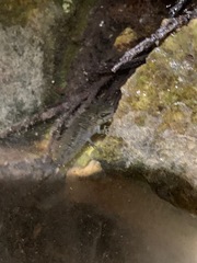 Ambystoma gracile