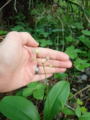 Clintonia