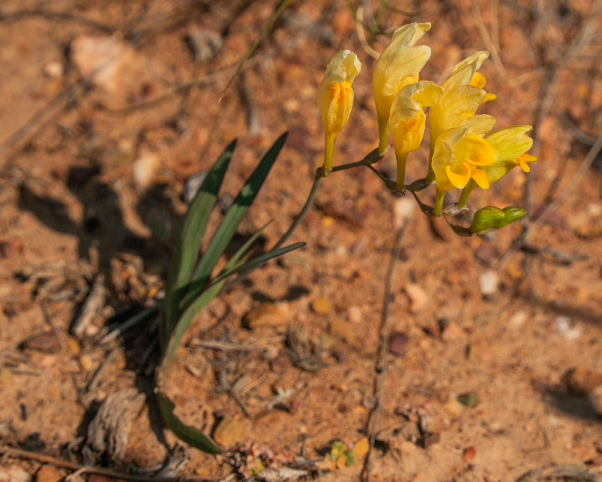 Imagem de freesia
