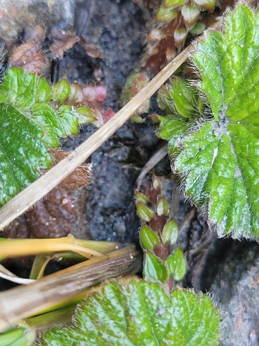 Image of Geum cockaynei by (c) Julia Palmer, some rights reserved (CC BY)