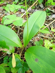 Clintonia