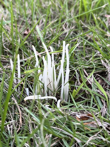 Clavaria fragilis