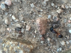 Camponotus vicinus