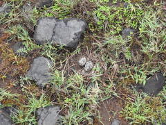 Alauda gulgula coelivox