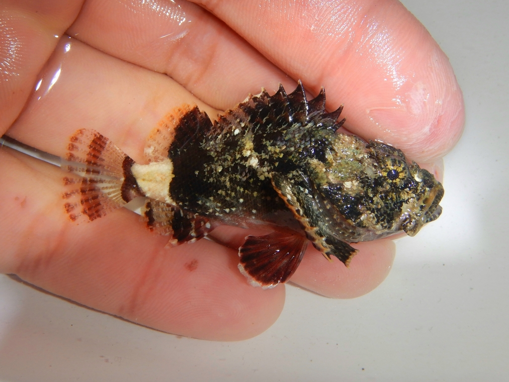 Photo of Spotted scorpionfish (Scorpaena plumieri)