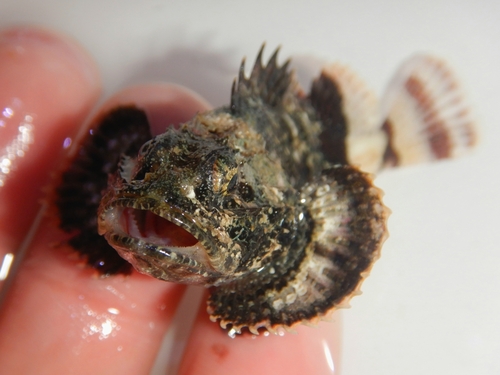 Photo of Spotted scorpionfish (Scorpaena plumieri)