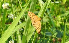 Argynnis laodice