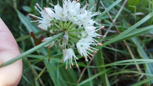 Image of Heather Garlic (Allium ericetorum) by (c) Mikel Etxeberria Okariz, some rights reserved (CC BY)