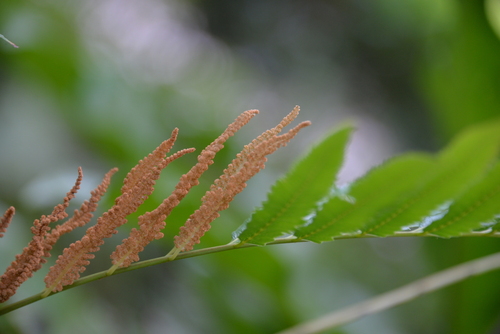 Osmunda banksiifolia iNat (3)