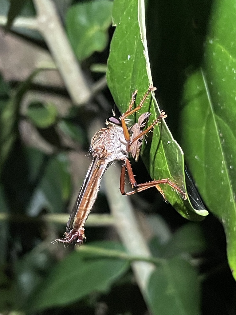 Dolopus mirus