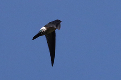 Satin Swiftlet photo 3