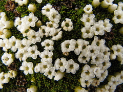 Dracophyllum muscoides