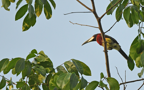 Red-necked Aracari (Pteroglossus bitorquatus), photo 10