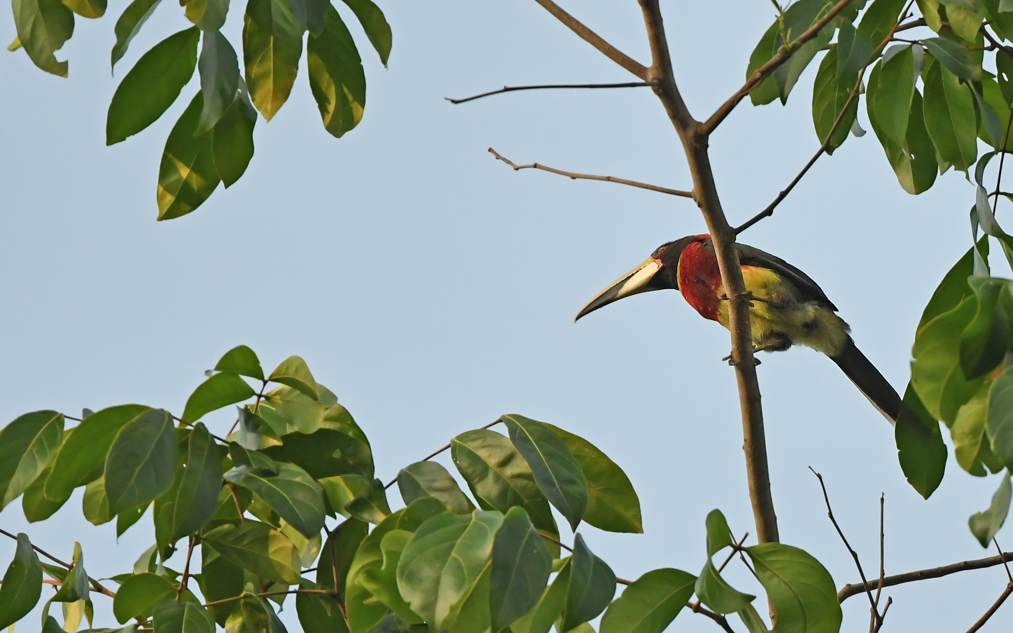 Red-necked Aracari (Pteroglossus bitorquatus), photo 6