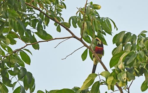 Red-necked Aracari (Pteroglossus bitorquatus), photo 8