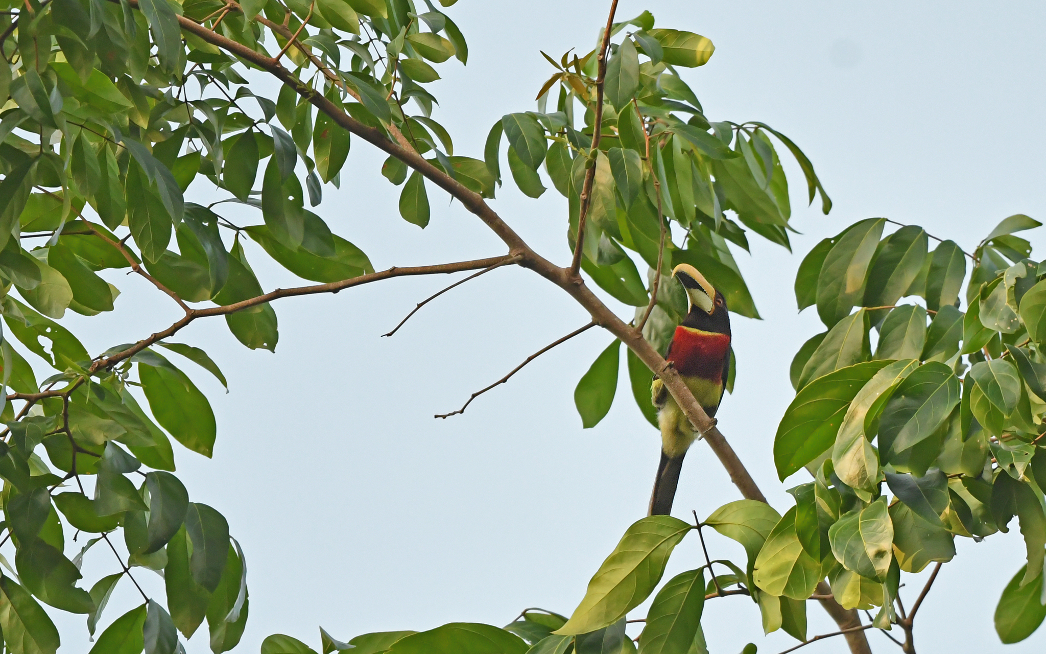 Red-necked Aracari (Pteroglossus bitorquatus), photo 4