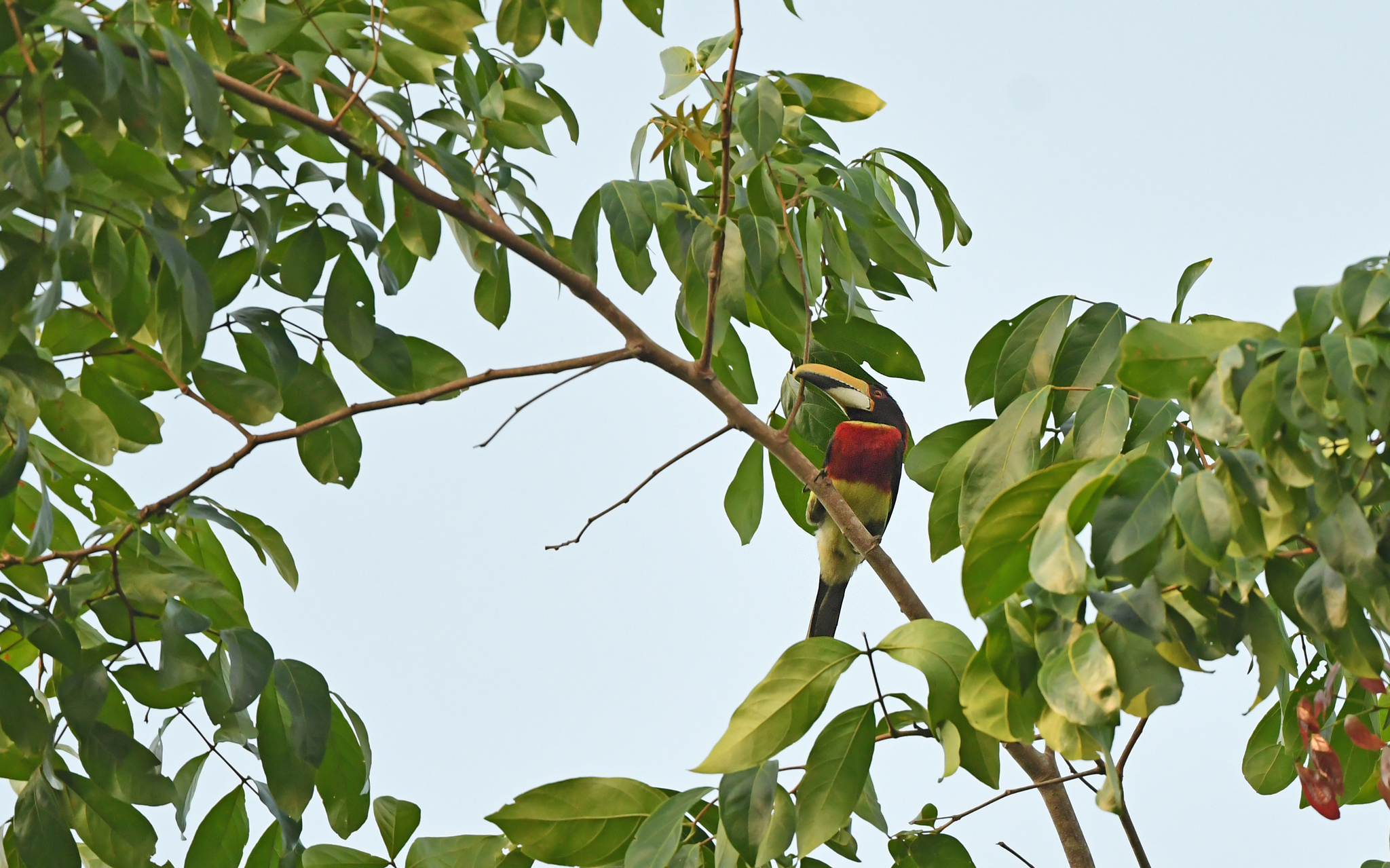 Red-necked Aracari (Pteroglossus bitorquatus), photo 5