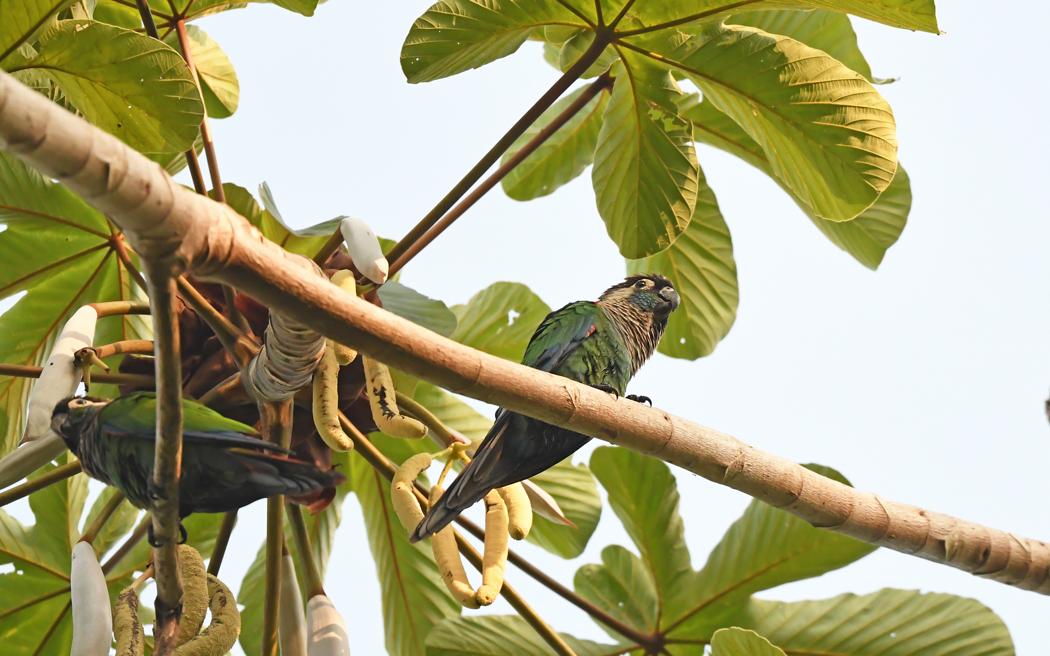 Pearly Parakeet (Pyrrhura lepida), photo 4