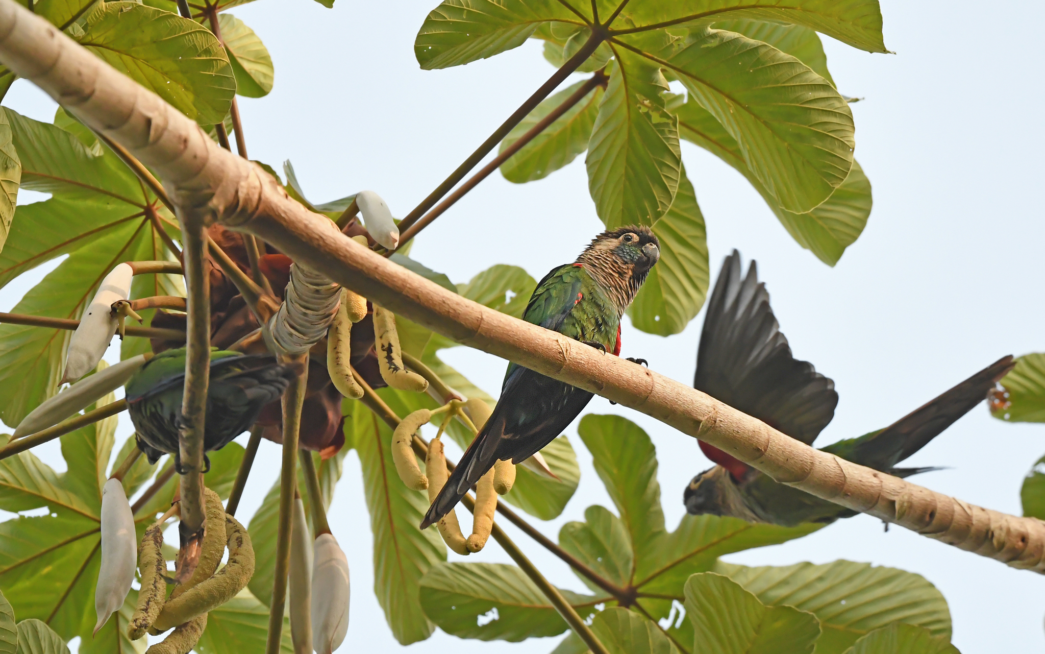 Pearly Parakeet (Pyrrhura lepida), photo 2