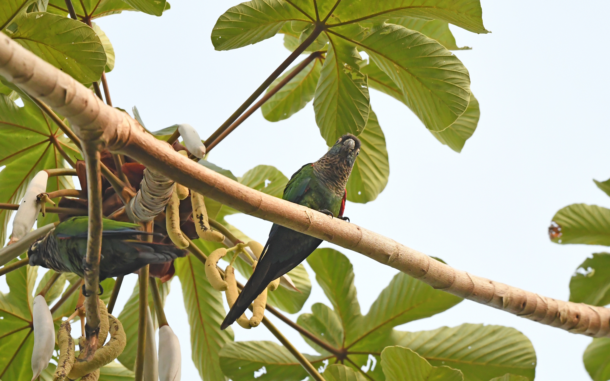 Pearly Parakeet (Pyrrhura lepida), photo 3