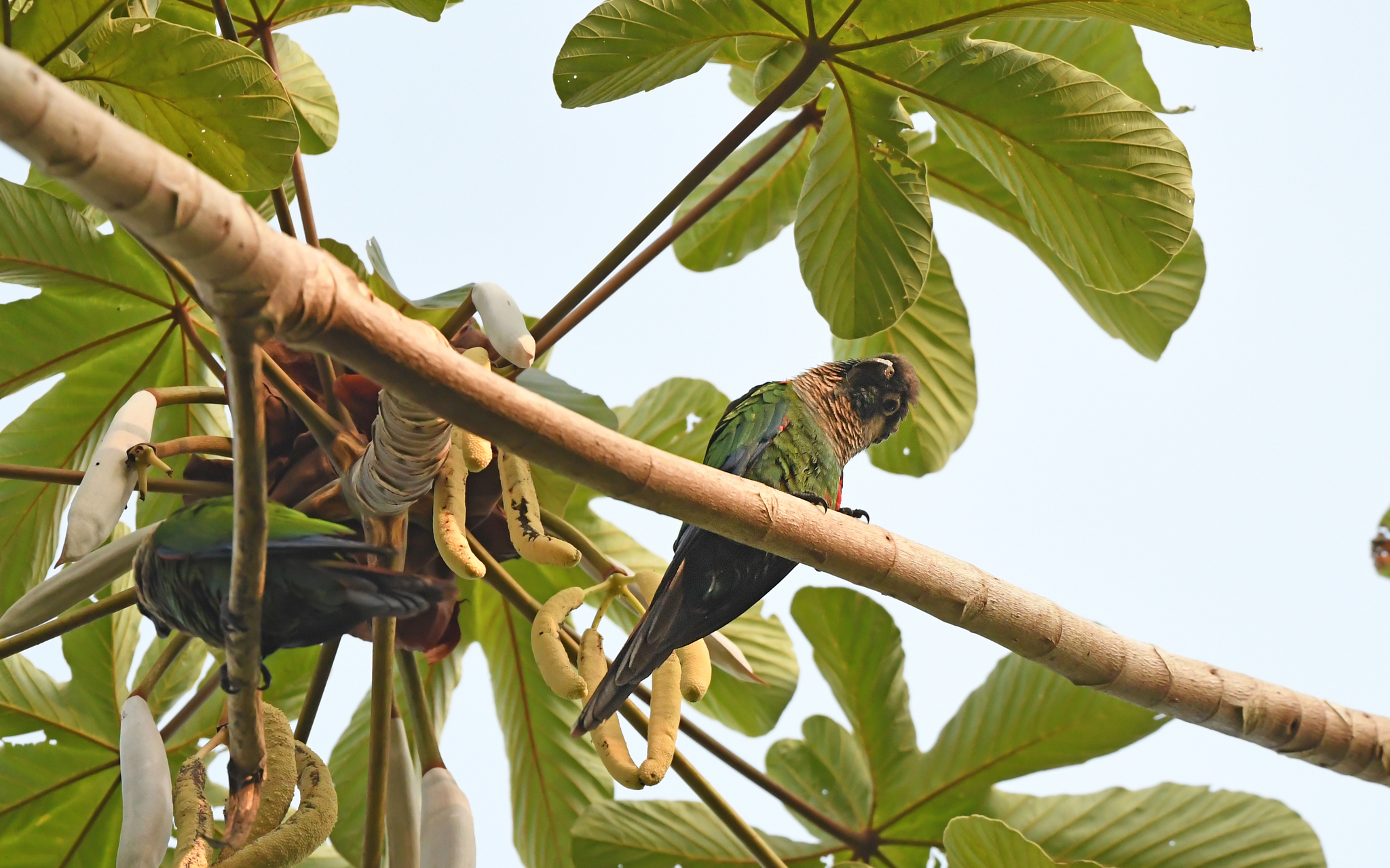 Pearly Parakeet (Pyrrhura lepida), photo 5