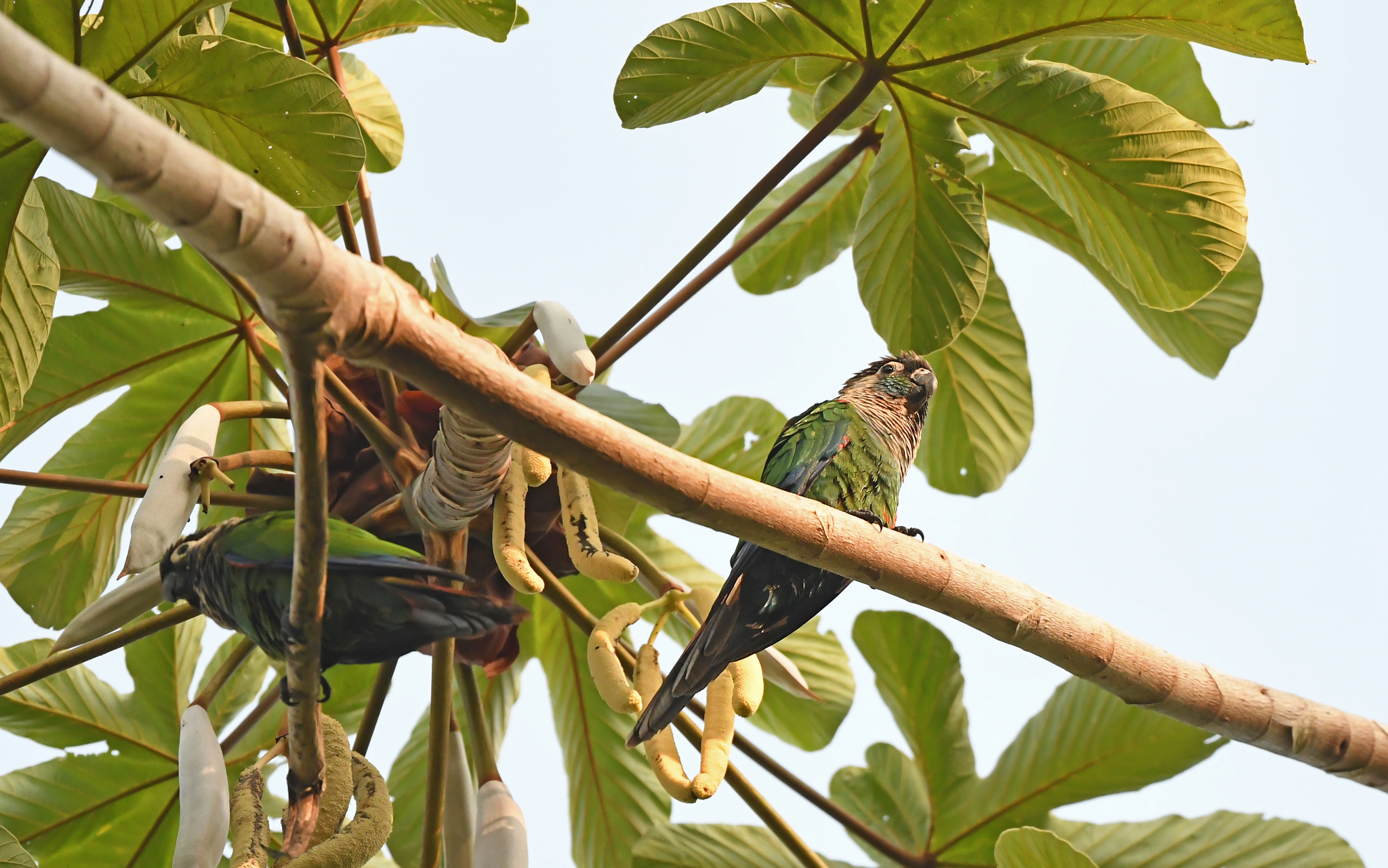 Pearly Parakeet (Pyrrhura lepida), photo 6