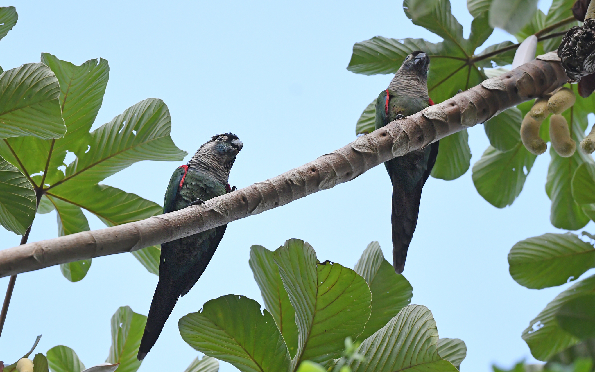 Pearly Parakeet (Pyrrhura lepida), photo 7