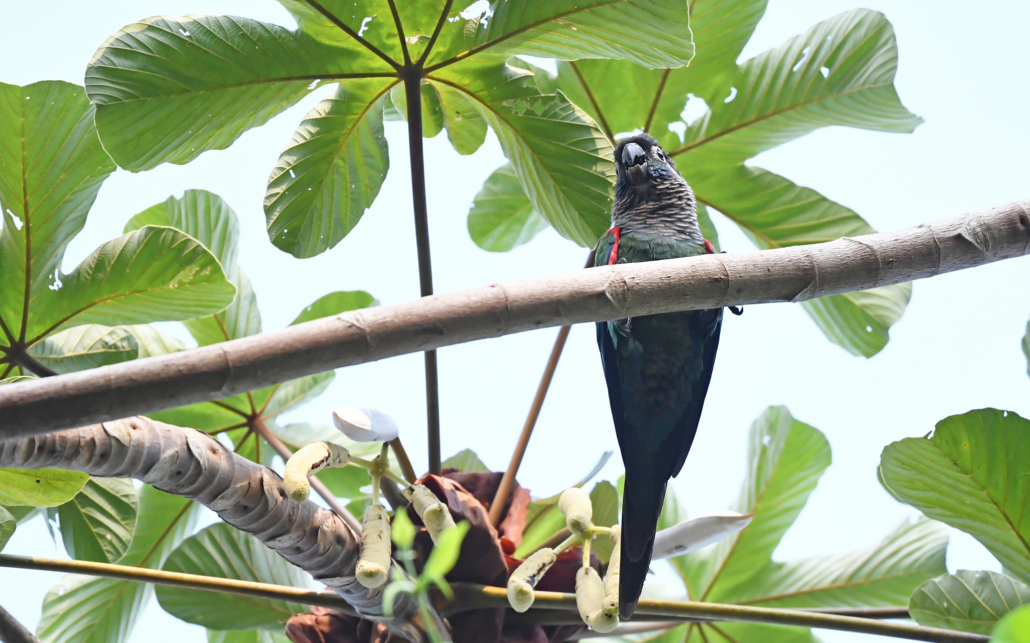 Pearly Parakeet (Pyrrhura lepida), photo 8