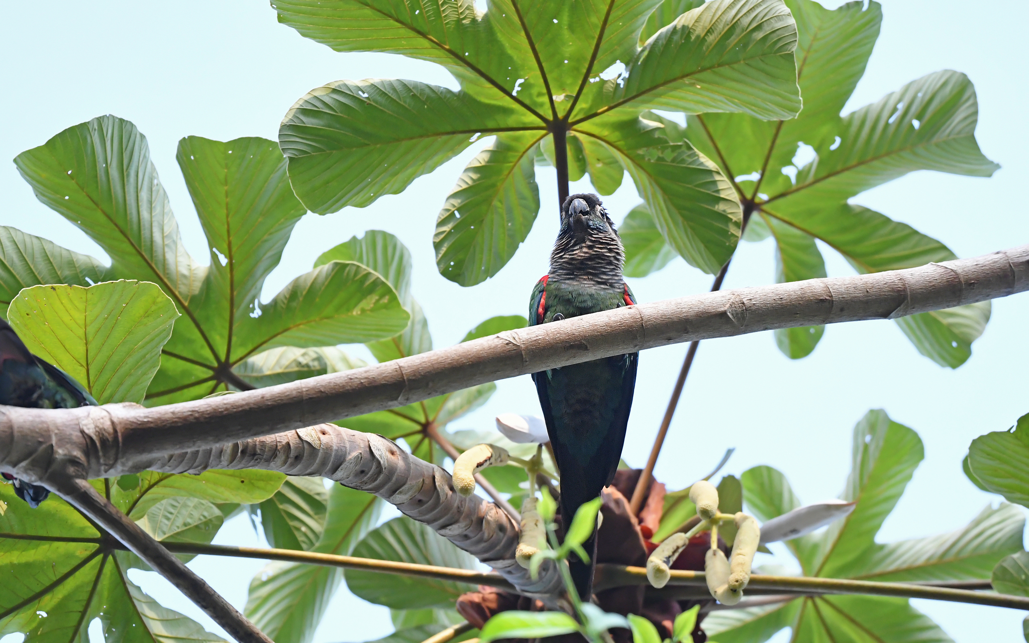 Pearly Parakeet (Pyrrhura lepida), photo 9
