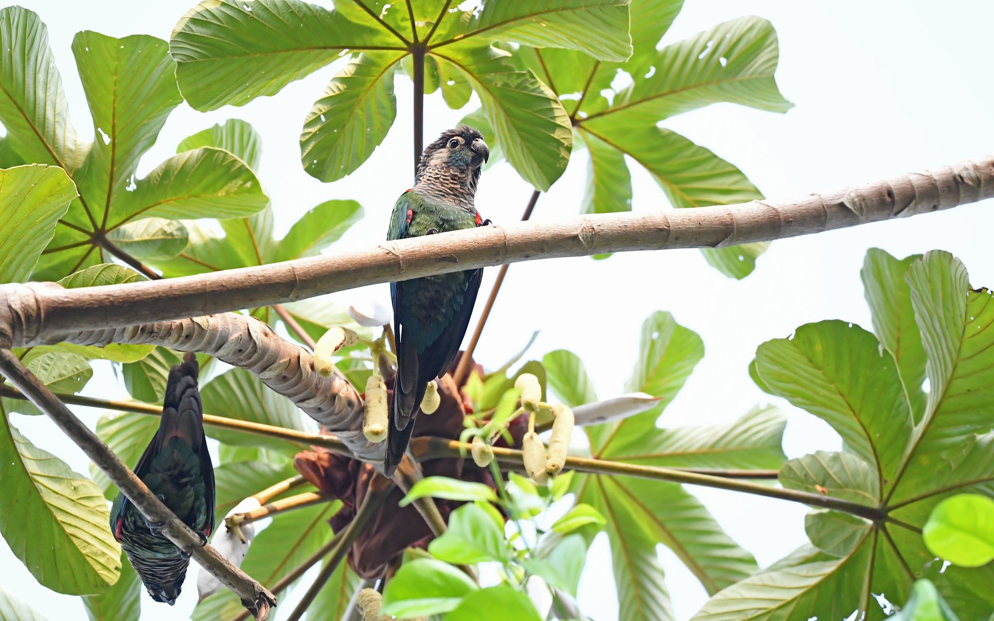 Pearly Parakeet (Pyrrhura lepida), photo 10