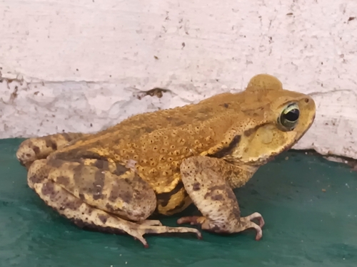 Ornate Forest toad, Rhinella ornata