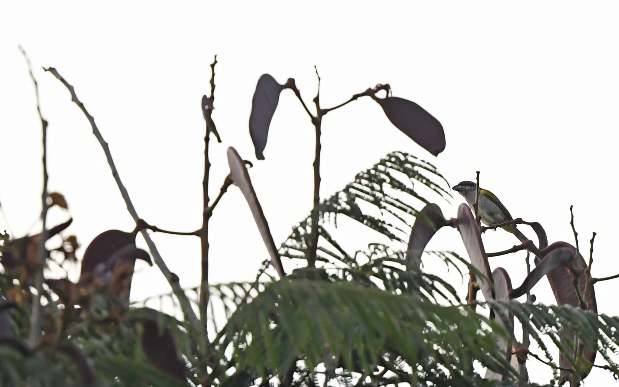 Yellow-shouldered Grosbeak (Parkerthraustes humeralis), photo 1