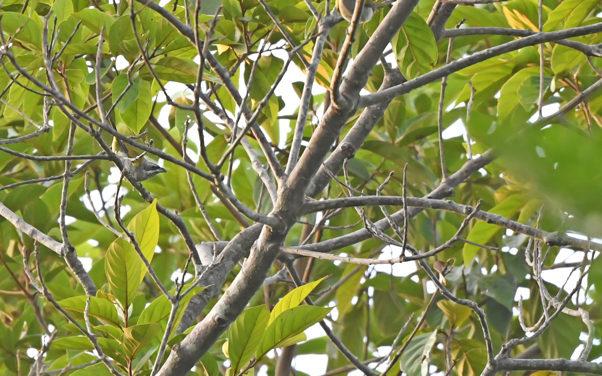 Yellow-shouldered Grosbeak (Parkerthraustes humeralis), photo 6